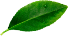 wholesale coconut water