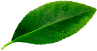wholesale coconut water