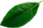 wholesale coconut water