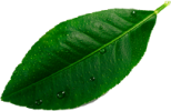 wholesale coconut water